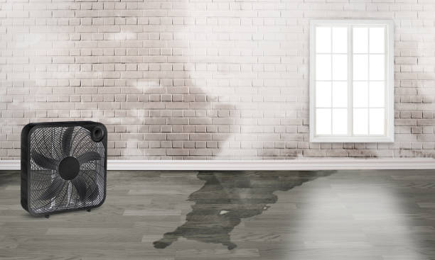 Best Water damage restoration cost  in Greenfield, TN